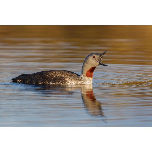 Red-throated Loon Calling